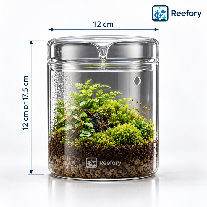 Glass Moss Terrarium - image 1