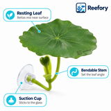 Betta Resting Leaf - image 3