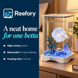Acrylic Betta Tank - image 4