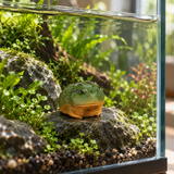 Clay Horned Frog - image 6