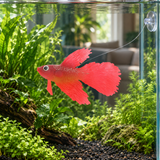 Silicone Betta Ornament - image 6