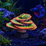 Glow Spiral Coral - image 6