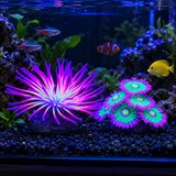 Glowing Silicone Coral - image 6