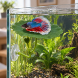 Betta Resting Leaf - image 6