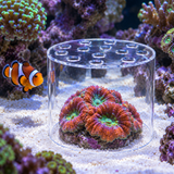 Coral Feeding Shield - image 6