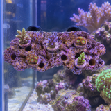 Magnetic Reef Frag Rock - image 6